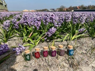 Breezand kop van Noord Holland